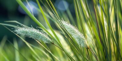 Green grass blurred wallpaper background. AI Generated photo