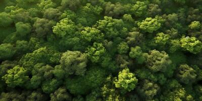 Green pine forest blurred background, photo