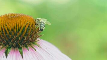honing bij Aan een tuin bloem. dichtbij omhoog macro schot video