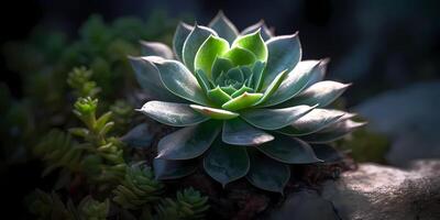 cactus planta suculento borroso foto, Copiar espacio fondo, ai generado foto