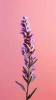 Lavender purple flower blurred background. AI Generated photo