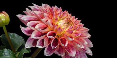 Dahlia flower copy space  background. AI Generated photo