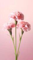 Carnation Dianthus caryophyllus flower blurred background. AI Generated photo