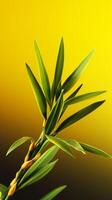 Bonsai bamboo tree tree background. photo