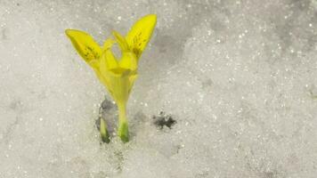 krokus bloem bloei Aan sneeuw achtergrond, tijd vervallen. voorjaar seizoen concept. bloem geel krokus groeit van onder de sneeuw in een bloem bed in de tuin video