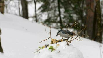 pássaros comendo sementes a partir de a neve alimentador, inverno dia video