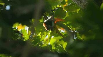 Three Lyle's flying fox Pteropus lylei hangs on a tree branch, slow motion video