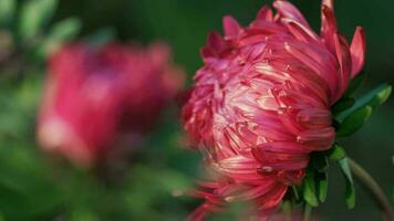 A bush of garden pink aster sways in the wind. Flowers in the autumn garden. Close up, pink flower video