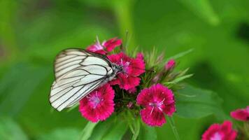 aporia crataegi, svart ådrad vit fjäril i vild. vit fjärilar på nejlika blomma video
