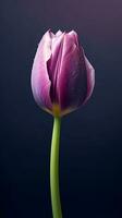 Purple tulip tulipa flower wallpaper background. AI Generated photo