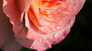 roze roos met regen druppels bloeiend in tuin. spin beetwen bloemblaadjes video