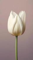 White tulip flower maco wallpaper background. AI Generated photo