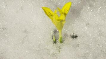 Yellow crocus flower on snow background. Spring concept, timelapse. Warm season after winter video