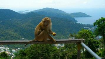 macaque em observação plataforma perto grande Buda do phuket video