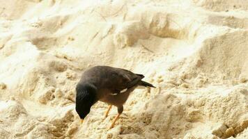 myna acridotheres tristis común en la arena de la playa de karon, phuket, tailandia video