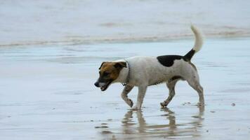 jack russell terrier honden wandelen op het strand video