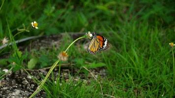 monarchvlinder danaus plexippus op bloem video