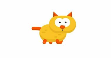 movimiento animación de un linda naranja gato caminando adelante con blanco antecedentes. video