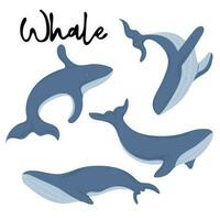 Set of Blue whales swimming and jumping in water vector