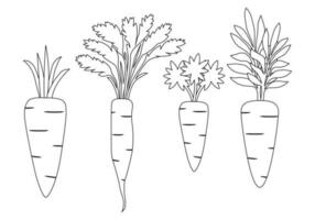 carrot and leaves icon vector illustration set, outline doodle