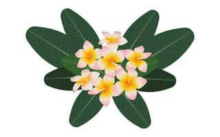 Tropical composition of plumeria flowers and green leaves on a white background. Vector. vector