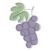 Grape drawn in one continuous line in color. One line drawing, minimalism. Vector illustration.