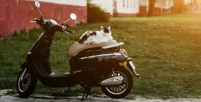 gato es sentado en un scooter foto