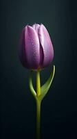 Purple tulip tulipa flower wallpaper background. AI Generated photo