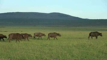 uma rebanho do búfalo dentro a selvagens do a masai mara dentro África. video