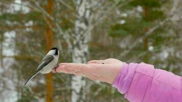 oiseau mésange dans la main des femmes mange des graines, hiver, ralenti video