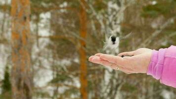 Titmouse bird in women's hand eat seeds, winter, slow motion video