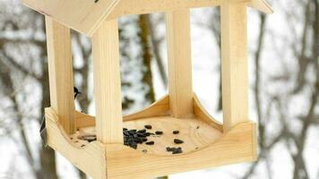 Birds eating seeds from the feeder, winter day video