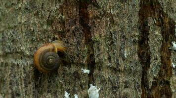 slak die over het hout glijdt. weekdierslakken met lichtbruin gestreepte schelp video