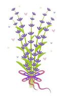 Bouquet of lavender with a bow, colorful illustration vector