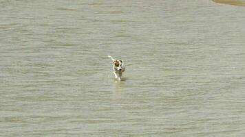 Jack Russell Terrier dogs jumping on the waves. Nai Harn beach, Phuket video