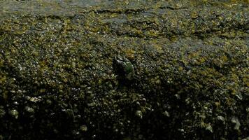 Crabs on the rock and rippled rockskipper fishes, rolling waves, close up, slow motion video