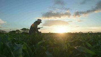 agricultor utilizar el núcleo datos red en el Internet desde el móvil a validar, prueba, y Seleccione el nuevo cosecha método. joven agricultores y tabaco agricultura video