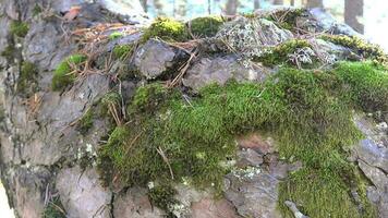 Moss and Natural Texture in Pine Tree Bark video