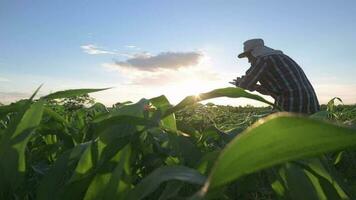 agricultor utilizar el núcleo datos red en el Internet desde el móvil a validar, prueba, y Seleccione el nuevo cosecha método. joven agricultores y tabaco agricultura video