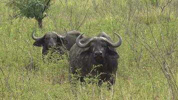 verklig vild buffel besättning i naturlig livsmiljö i de afrikansk savann. vilda djur och växter av afrika video