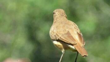 furnarius rufo. ruvido hornero. solo osservando video