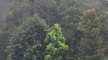 lourd fort torrentiel pluie dans forêt video