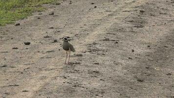 gekrönt Kiebitz Regenpfeifer Vogel im das Wiesen von Afrika video