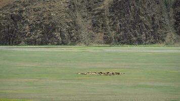 lotado rebanho do ovelhas caminhando em estéril terra do terrestre clima dentro central ásia Prado video