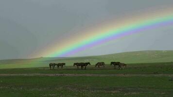 arc en ciel et les chevaux dans vert Prairie video