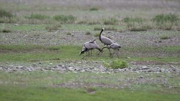 Real Wild Crane Birds Walking in Natural Meadow Habitat video