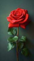 Red rose flower copy space blurred background. AI Generated photo