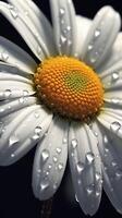 Daisy macro photo wallpaper background. AI Generated,