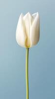 White tulip flower copy space blurred background. photo