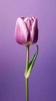 Purple tulip tulipa flower wallpaper background. AI Generated photo